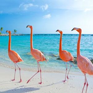 Aruba Flamingo Island Experience for 2