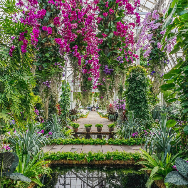 Tickets to the NY Botanical Garden Orchid Show