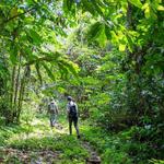 Tambopata - Amazon Rainforest