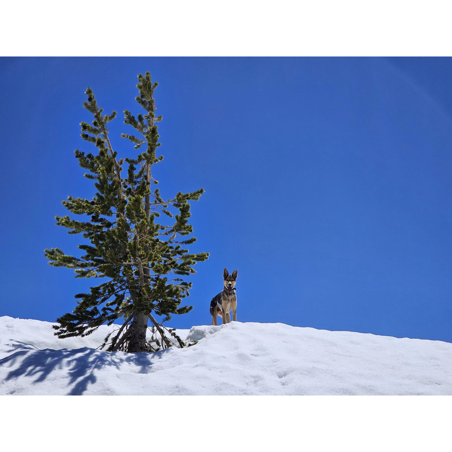But Tukker hiked it first. (He has 4 legs, so it's not fair).
#LosAngelesMountainsMay2023