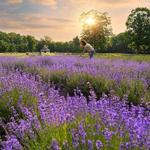 Lavender Pond Farm
