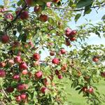 BerryView Orchard