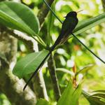 Barney's Flower & Hummingbird Garden Jamaica