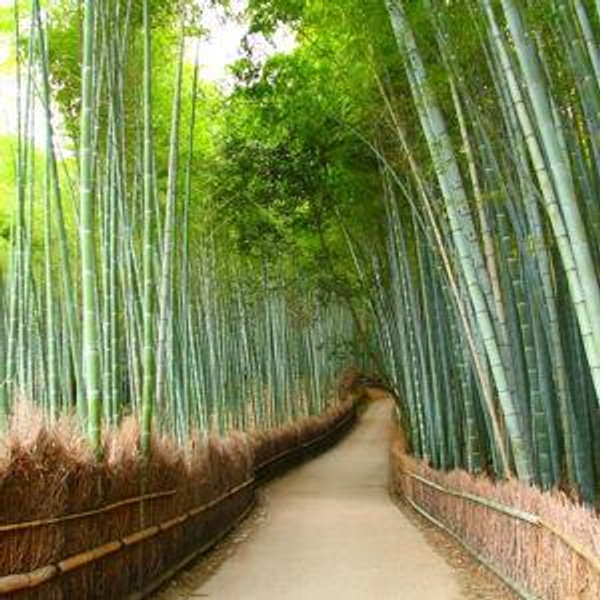 Arashiyama Bamboo Forest Tour