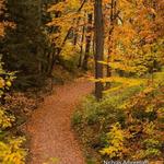 Arboretum Nature Area (aka the Arb)