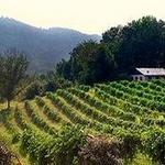 Currahee Vineyard & Winery