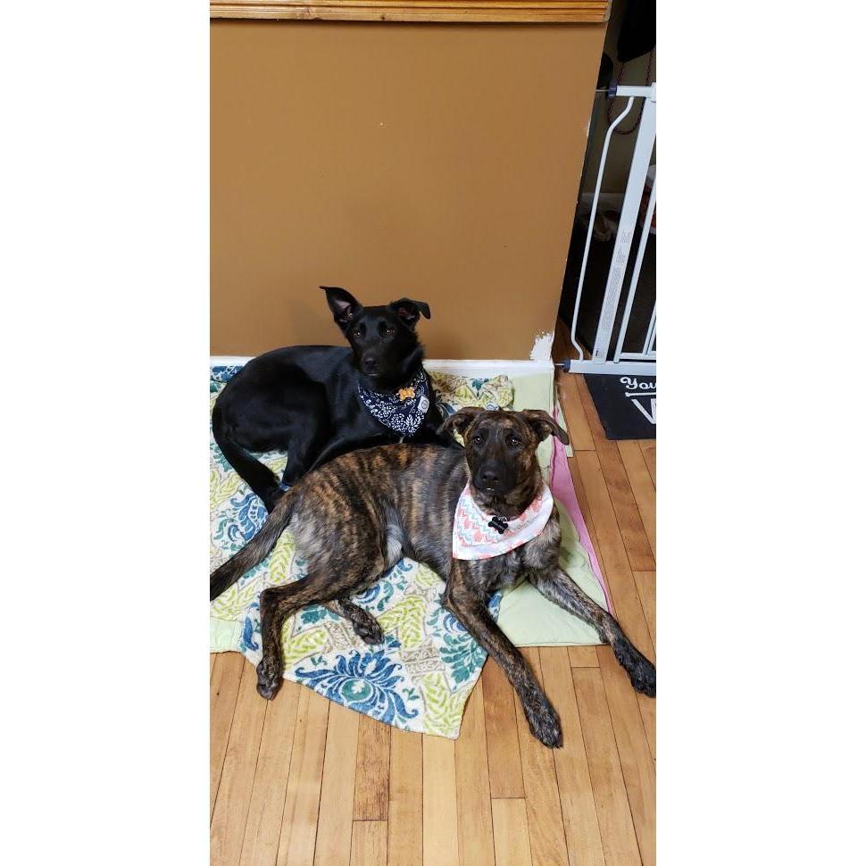 Maddy (Black) and Luna (Brindle).  Luna was on a facebook site and we had been talking about getting another dog for Maddy to play with.  She was the perfect fit!  They are inseparable!