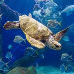Virginia Aquarium & Marine Science Center