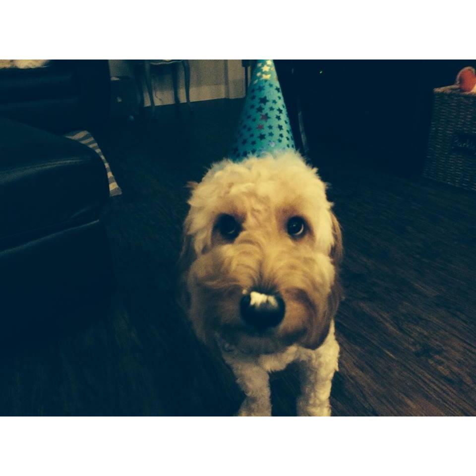 Birthday Boy Barkley