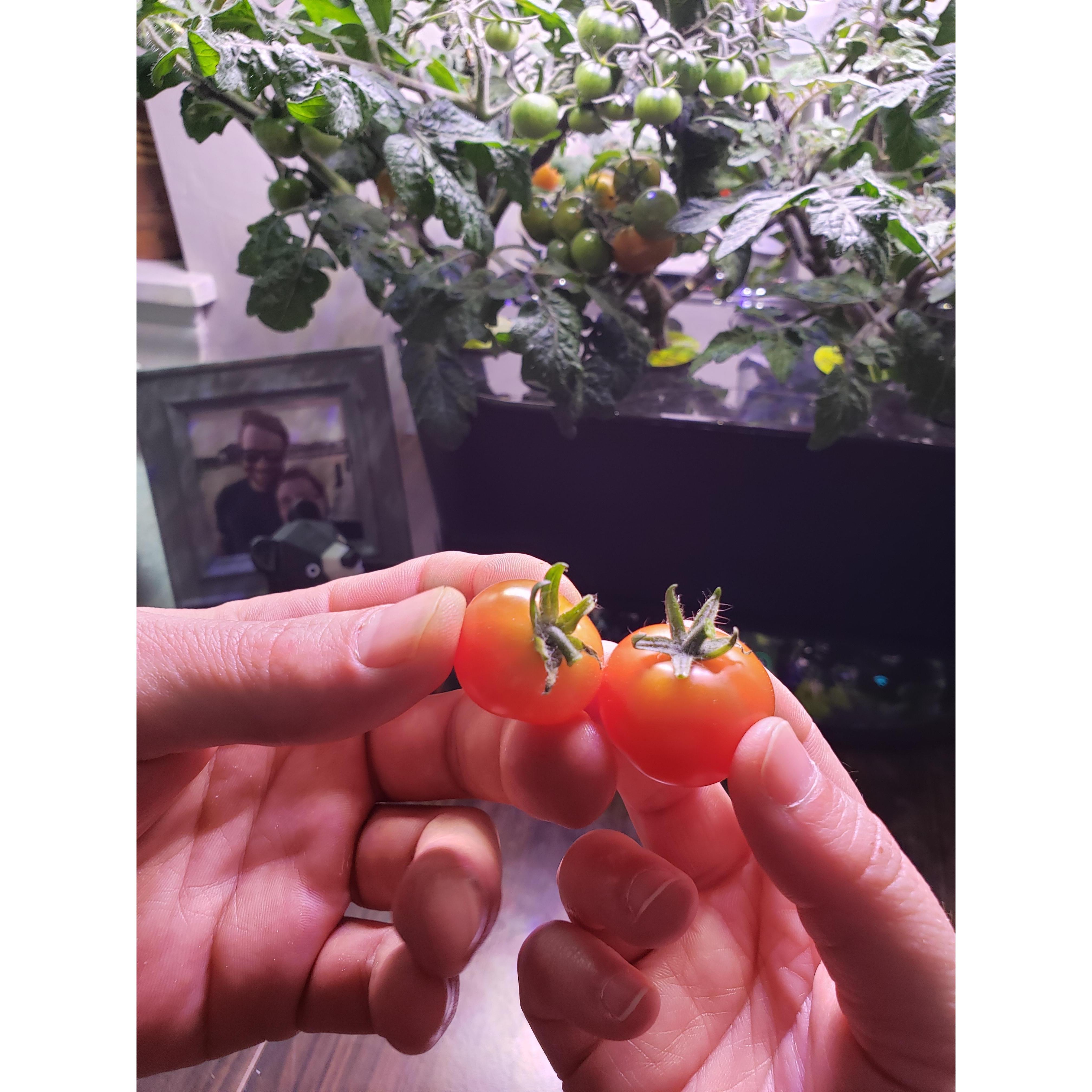 Our first harvest together