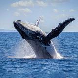 Boating and Whale Watching
