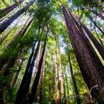 PARKS: Henry Cowell Redwoods State Park