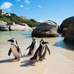 Boulders Beach