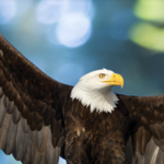 Northwest Trek Wildlife Park