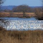 Middle Creek Wildlife Management