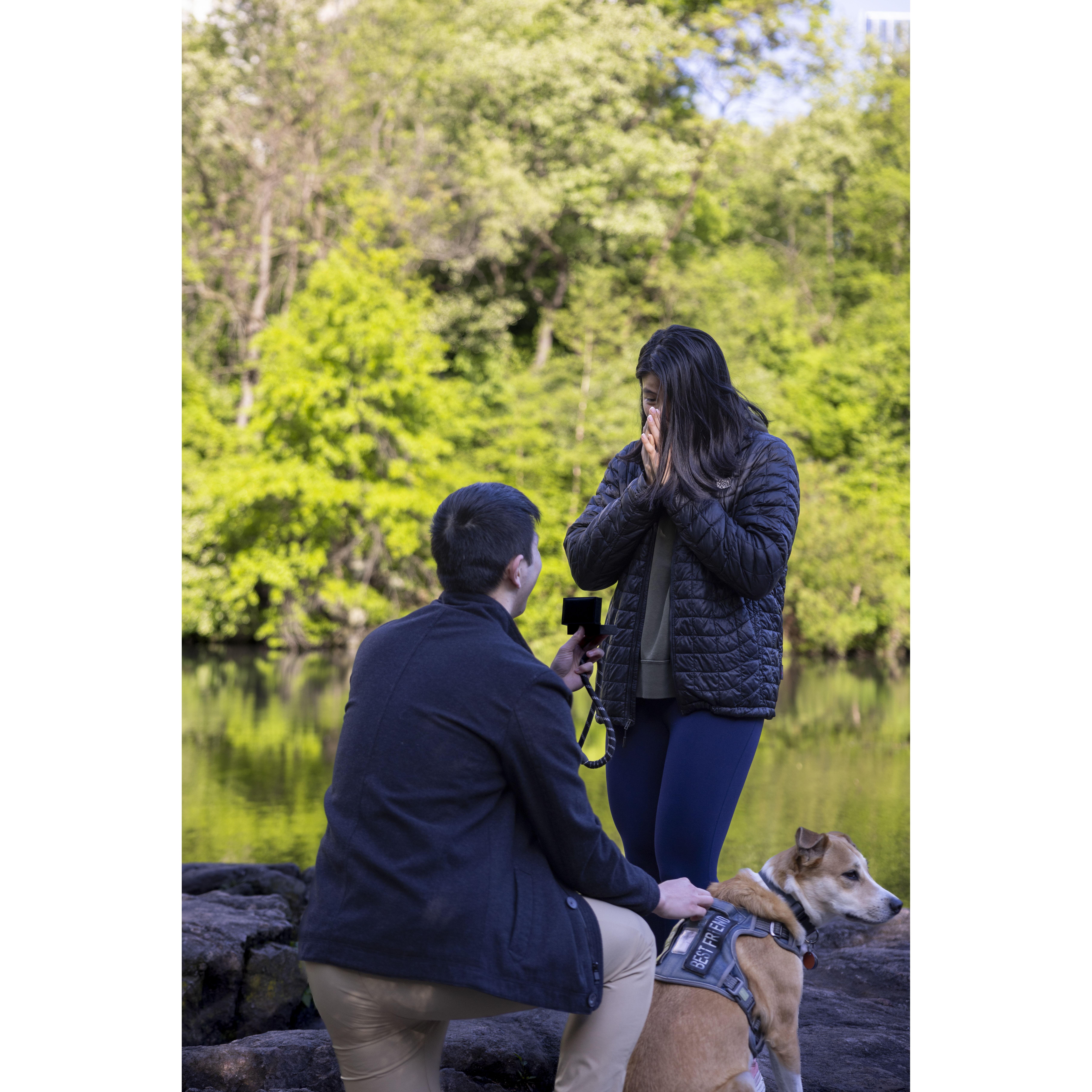 The proposal - Central Park, by the Gapstow Bridge.