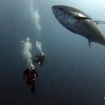 Go Scuba Diving Athens