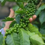 Kona Farm Direct Coffee