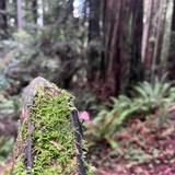 Arcata Community Forest