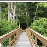 Salem Town Forest
