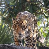 Jacksonville Zoo and Botanical Gardens