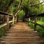 Sea Pines Forest Preserve