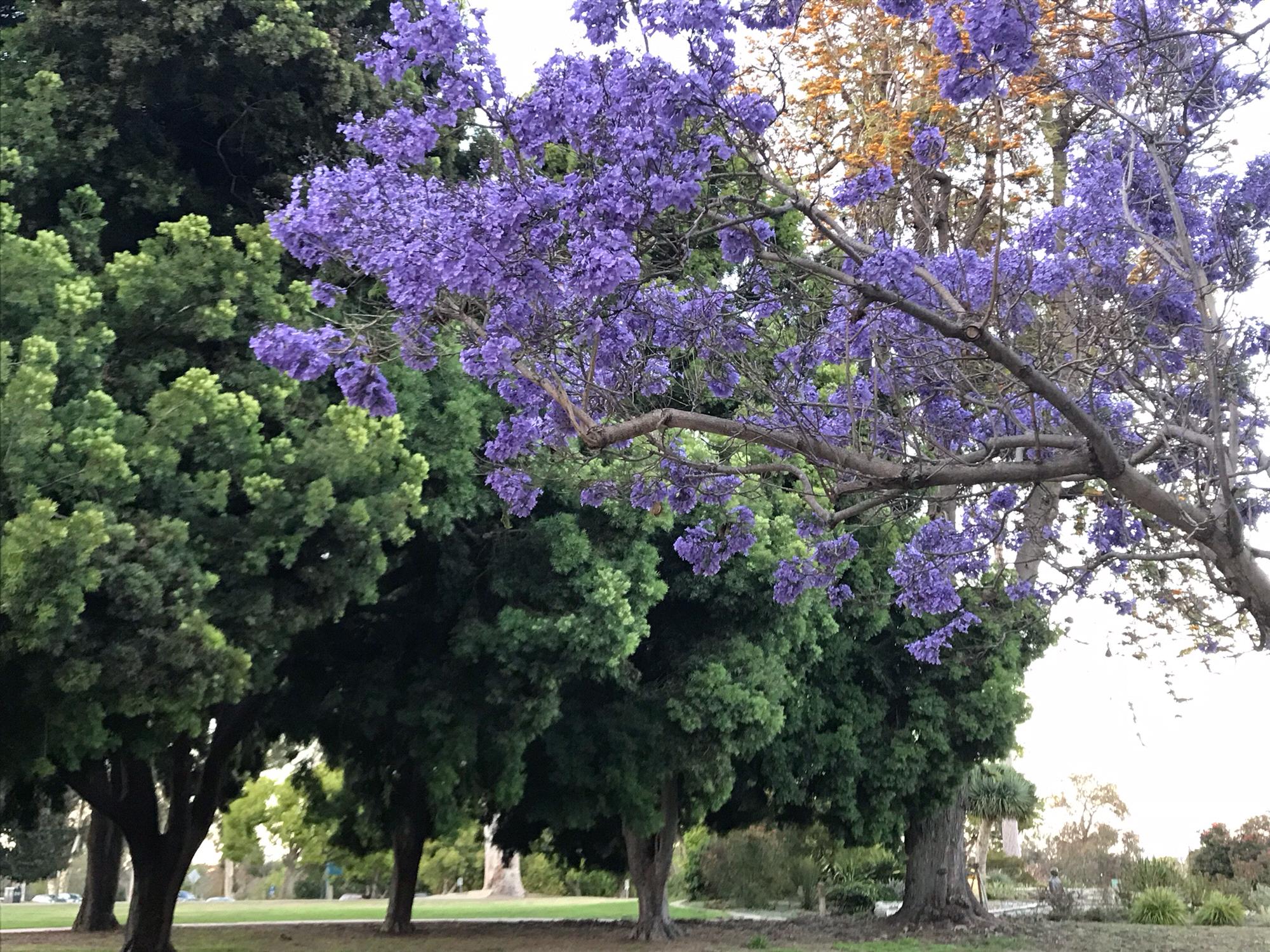 Our days are filled with jacaranda trees which fill our hearts.