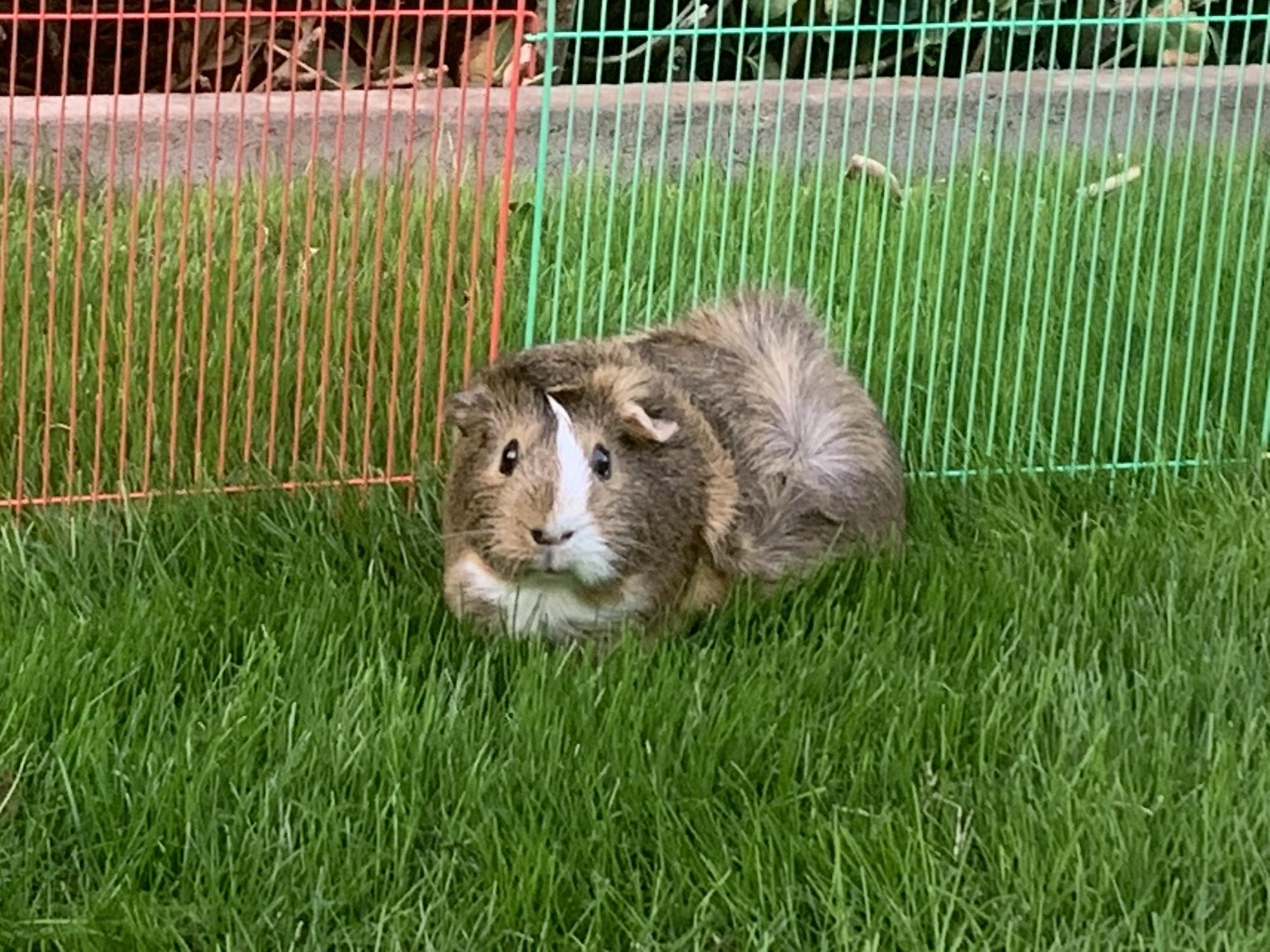 Our biggest piggie and alpha of our herd, Buttercup ‘Danger’ Julian. She acts tough, but she’s just a big softy!