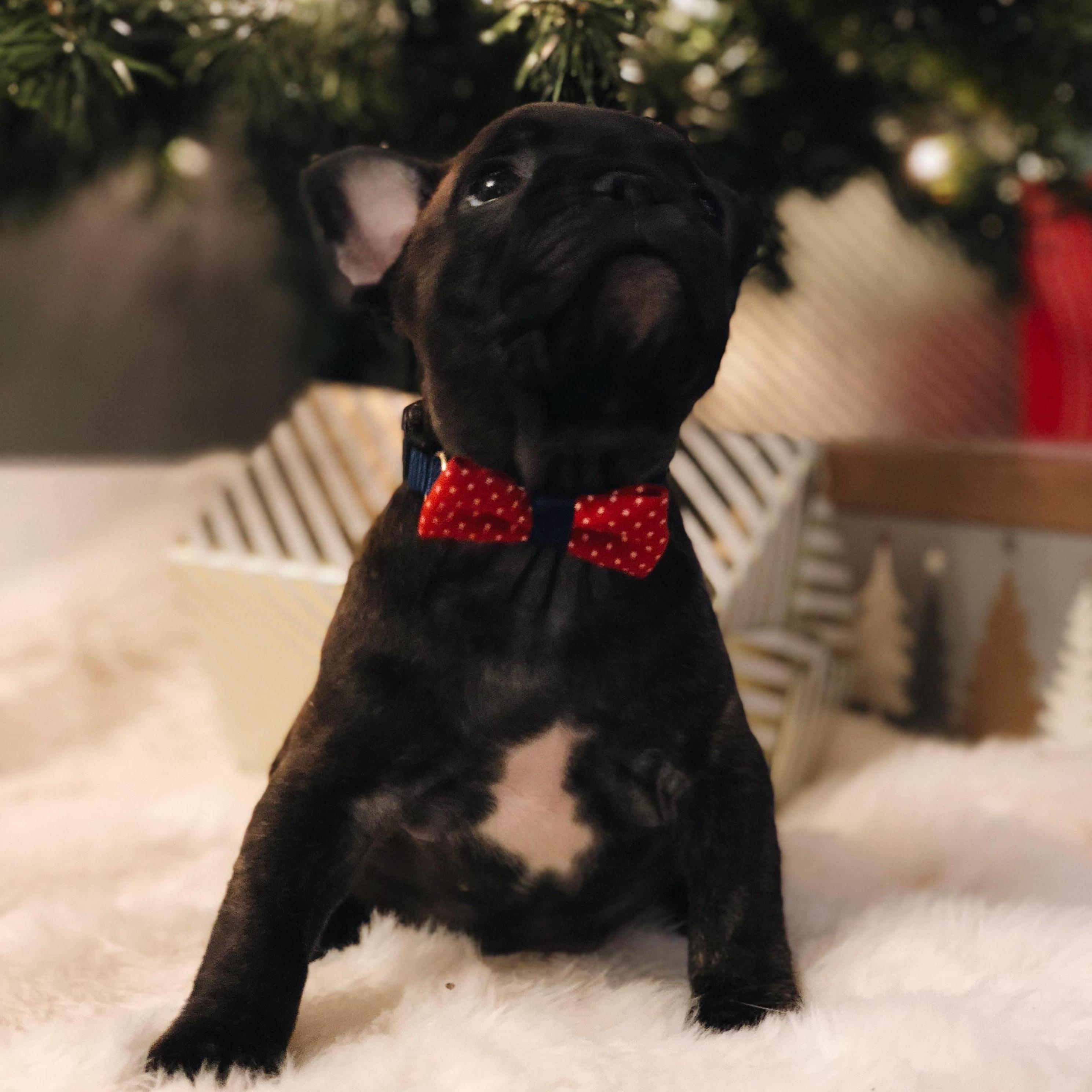 First Christmas with Ollie