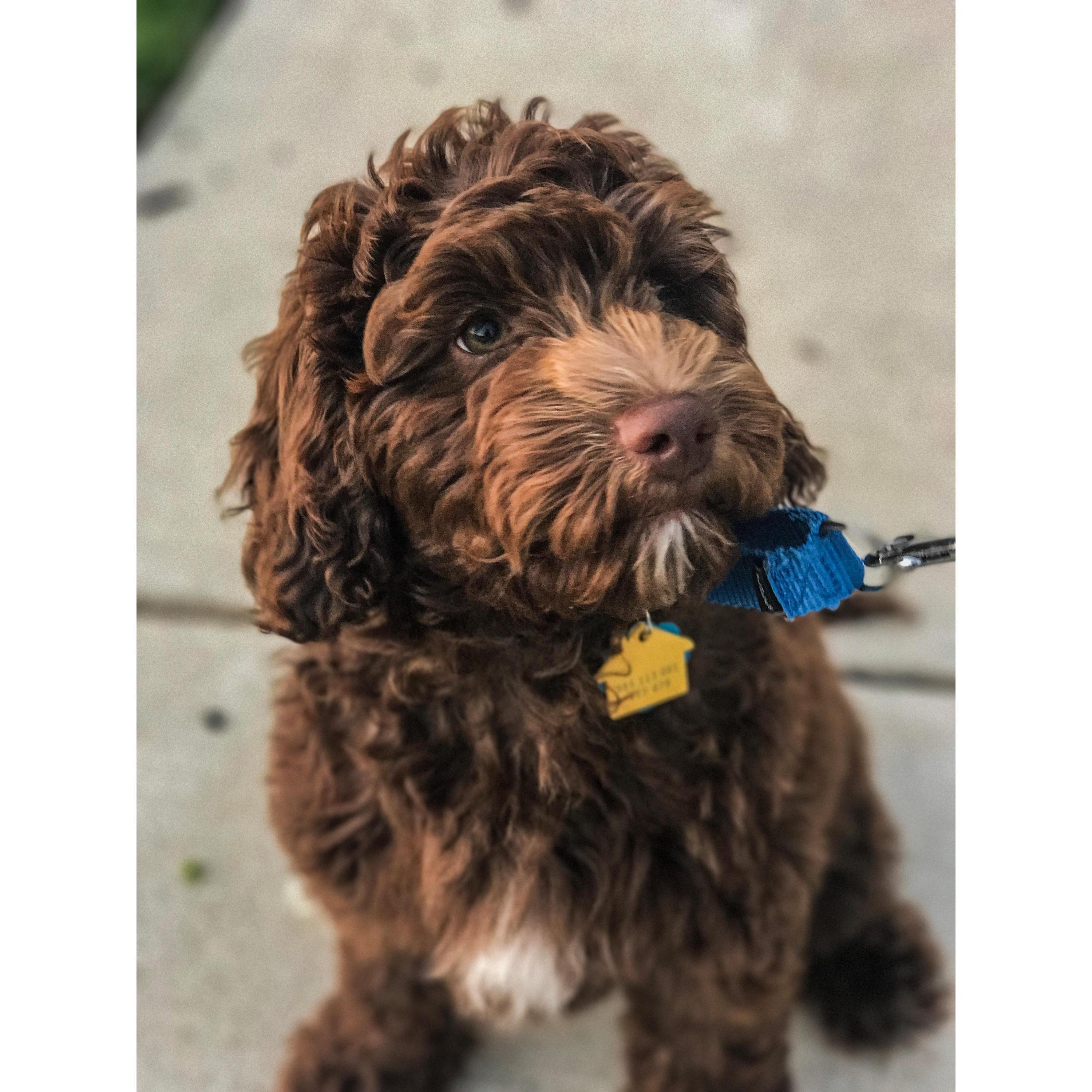 Our pride and joy, our fur baby, Remy Larsen-Salovich!