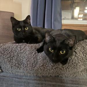 Our Pet Toy Fund