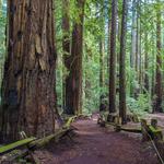 Armstrong Redwoods State Natural Reserve