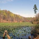 Bacon Ridge Natural Area