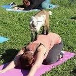 Goat Yoga
