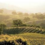 Wine Tasting