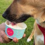 Yummies Ice Cream