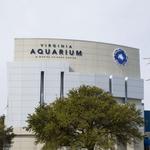 Virginia Aquarium & Marine Science Center