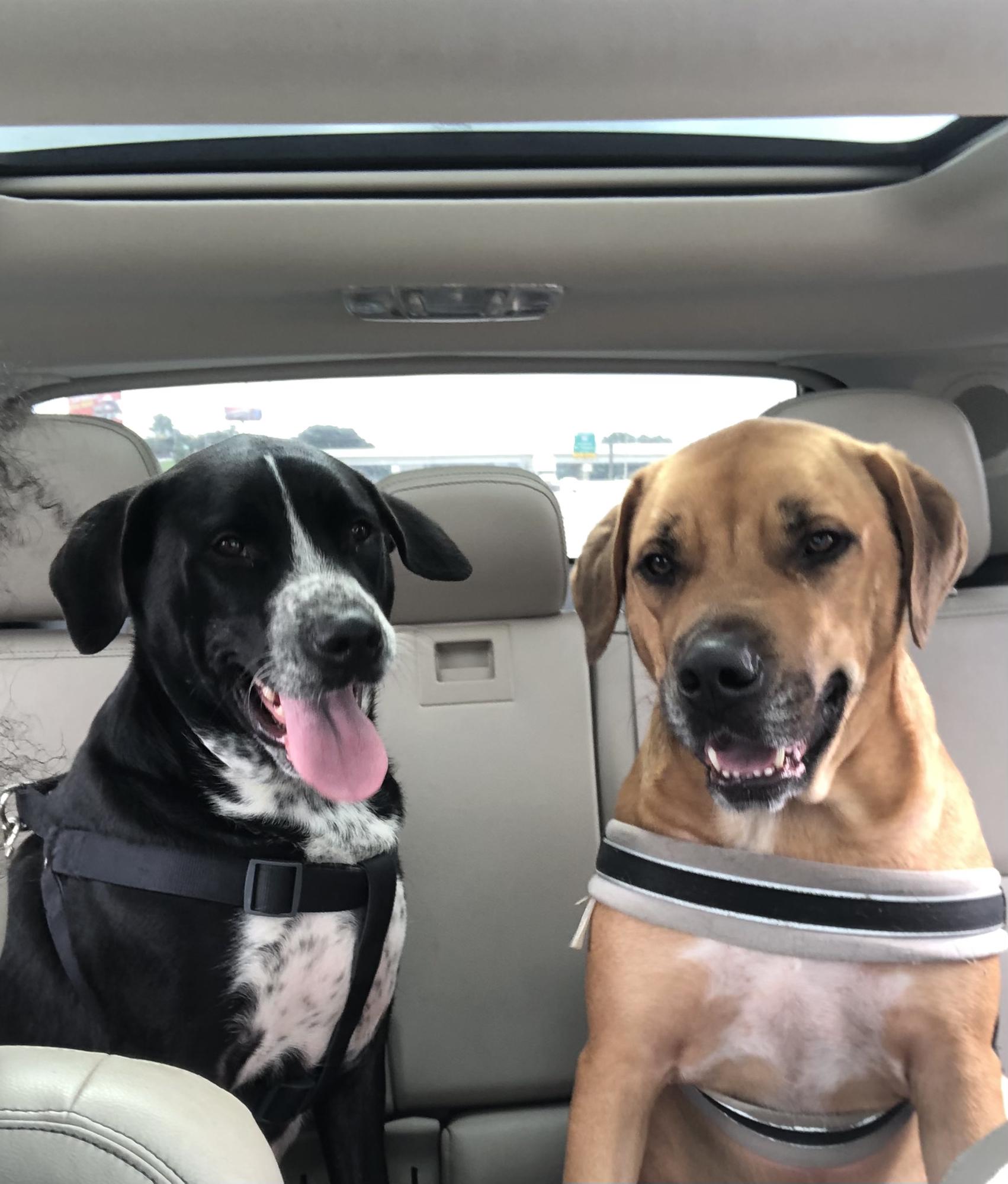 Our fur babies ❤️