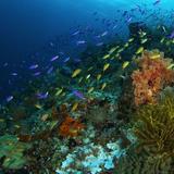 Pescador Island