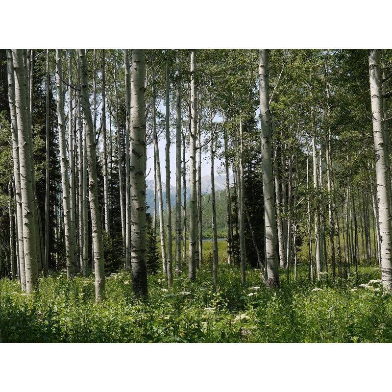 Big Cottonwood Canyon Aspens