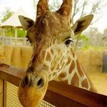 Dallas Zoo