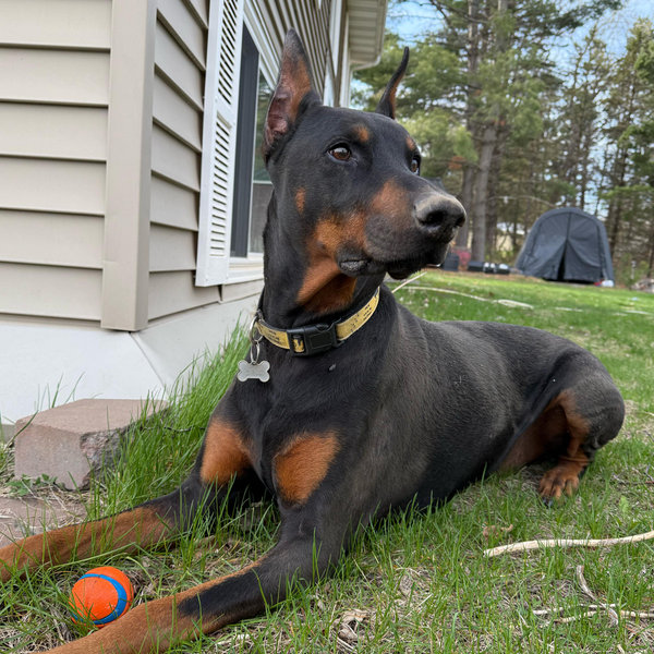 Odie's lifestyle fund