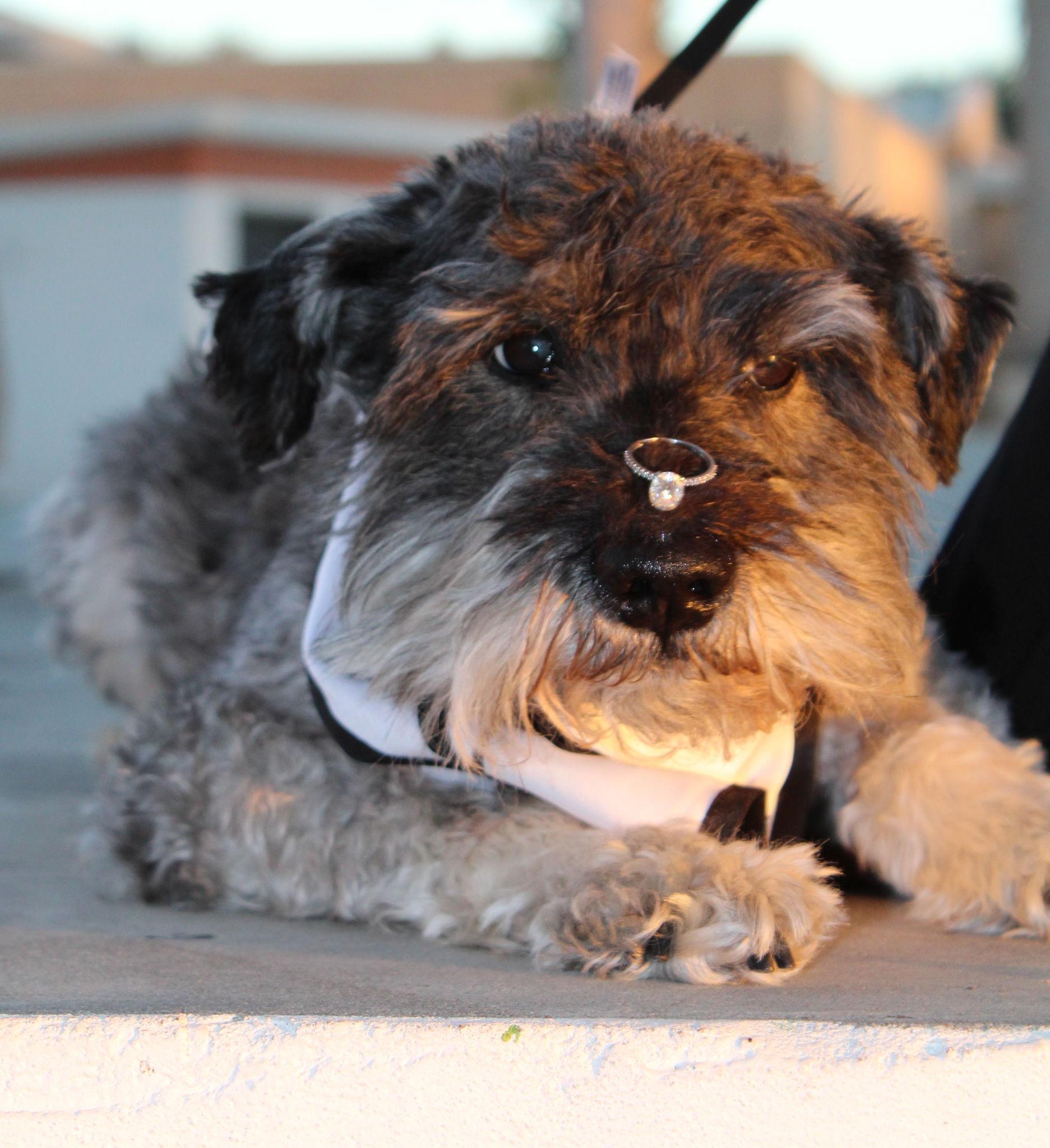 The Wedding Website of Daniella J. Collaso and Luis E. Rodriguez