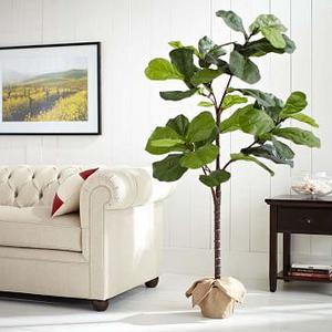 Faux Potted Fiddle Leaf Trees
