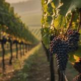 Vineyard Tours