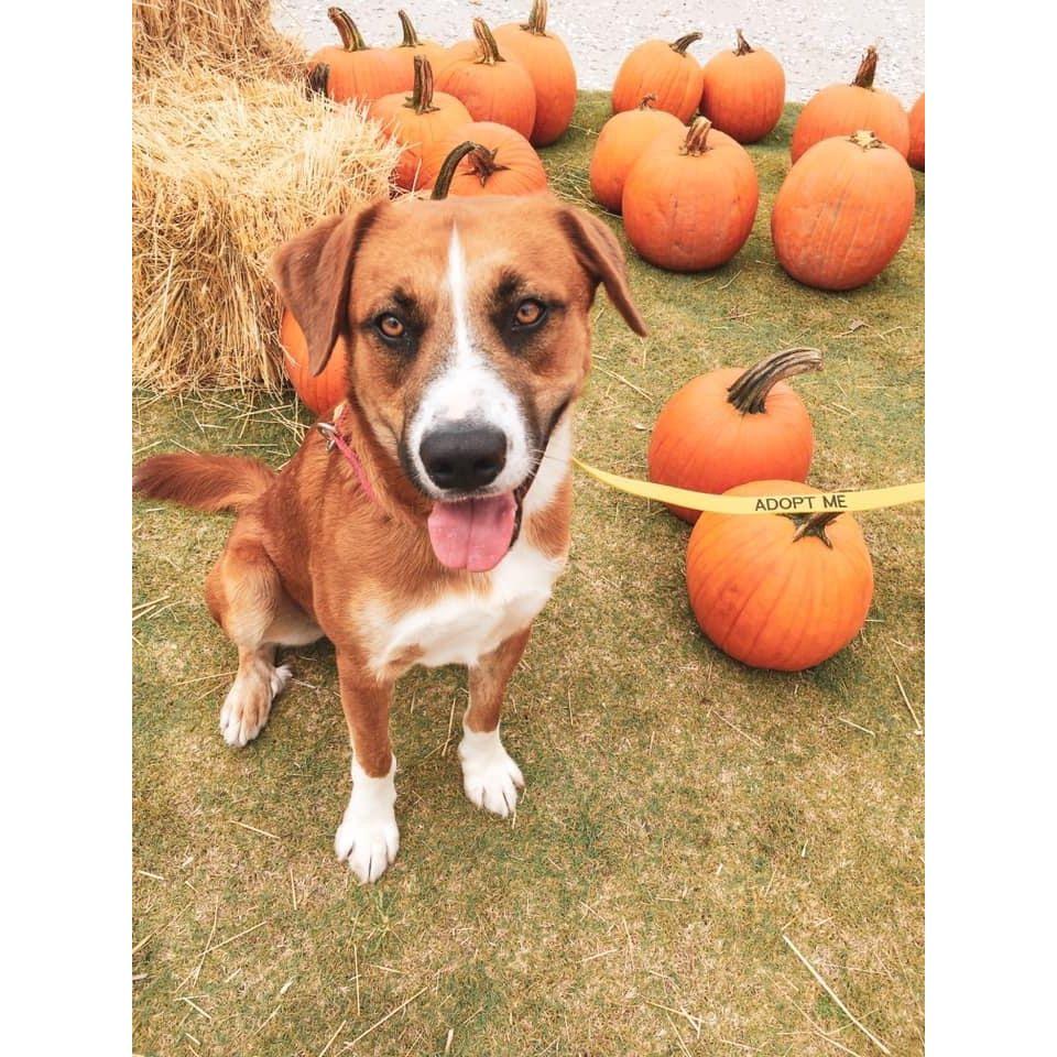 Rome joined our family (2021)