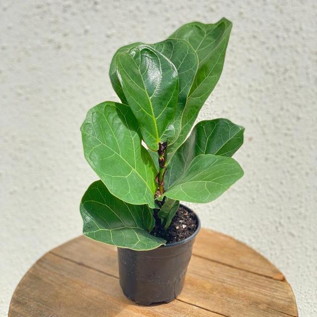 LIVE Ficus Lyrata indoor houseplant...