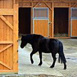 Oglebay Stables