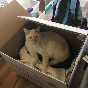 Calcifer's Box Expansion Project