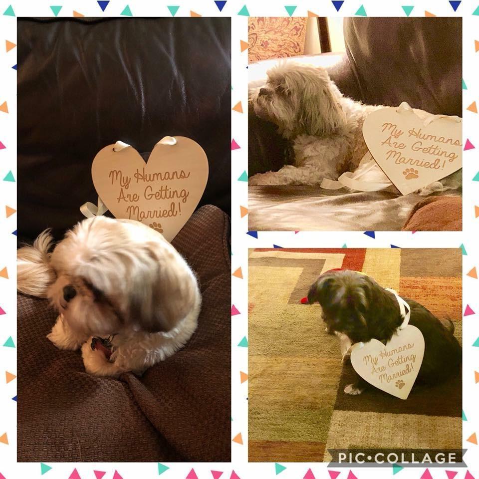 Our puppies!